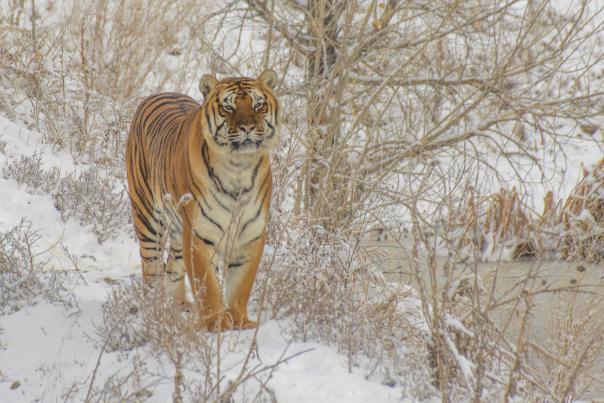 Wild Animal Sanctuary near Denver