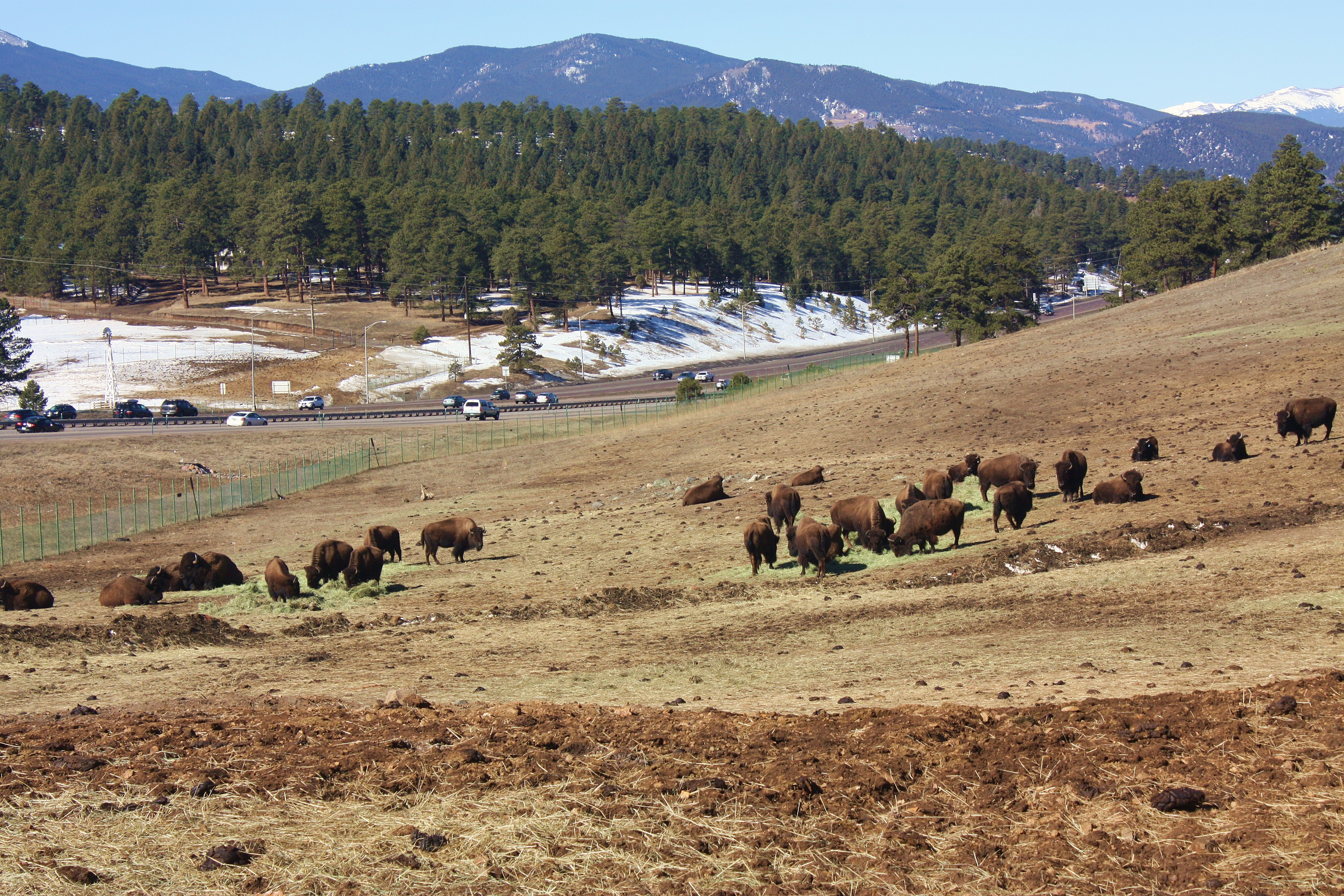 A herd of bison near Genesee Park, Colorado