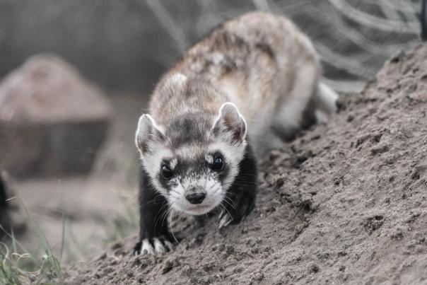 black-footed ferret near Denver