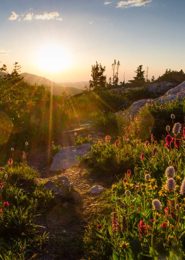 Wildflowers in Rocky Mountain National Park.