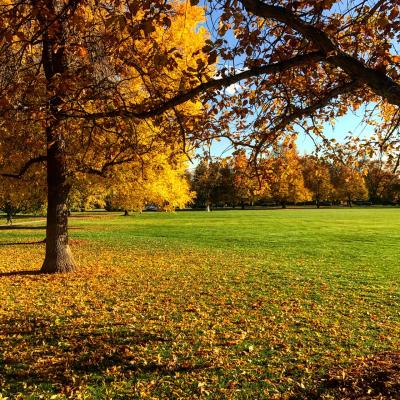 Cheesman Park Fall