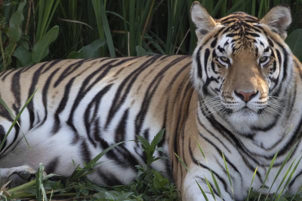 Wild Animal Sanctuary near Denver, Colorado