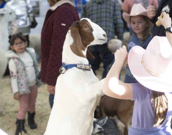 National Western Stock Show & Rodeo in Denver, Colorado