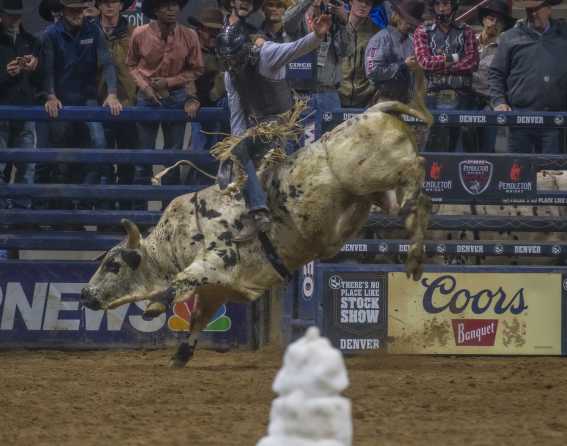 National Western Stock Show & Rodeo in Denver, Colorado