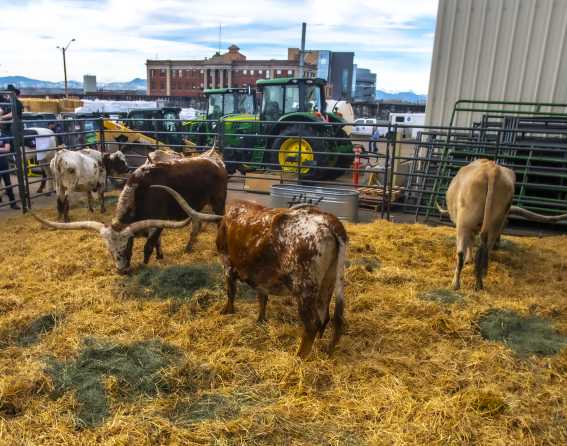 National Western Stock Show & Rodeo in Denver, Colorado