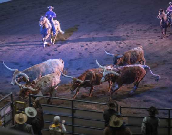 National Western Stock Show & Rodeo in Denver, Colorado