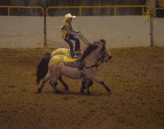 National Western Stock Show & Rodeo in Denver, Colorado