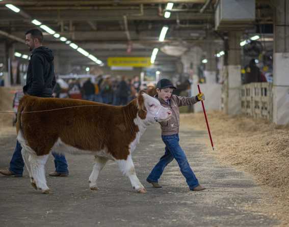 National Western Stock Show & Rodeo in Denver, Colorado