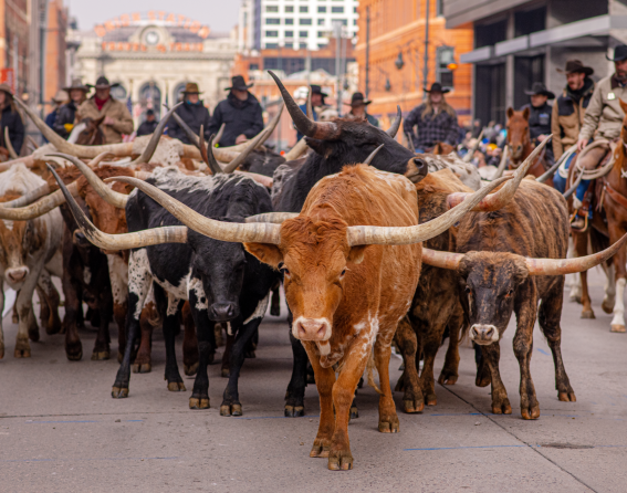 National Western Stock Show Parade