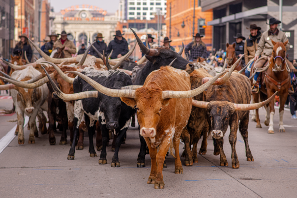 National Western Stock Show Parade